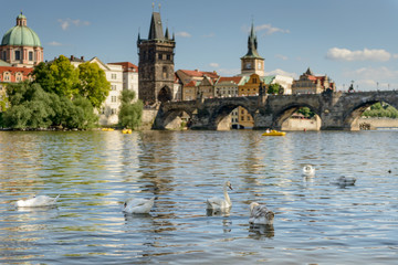 Swans and Charles Bridge in Prague,Czech Republic .