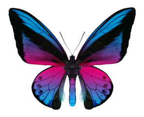 beautiful butterfly isolated on white