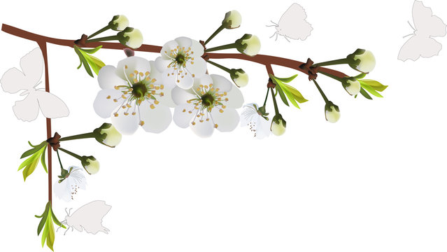 white isolated spring tree blossom and butterflies