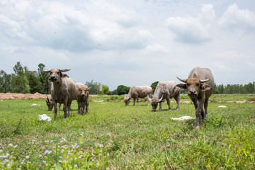 Naklejka na ściany i meble Group of buffaloes on the green field