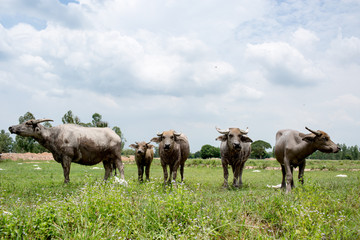 Naklejka na ściany i meble Group of buffaloes on the green field