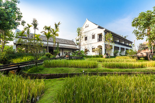 Green rice field in the villa,Thailand
