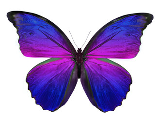 beautiful butterfly isolated on white