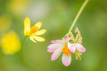 Cosmos sulphureus flower and mantis