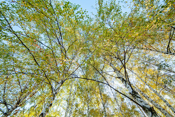 Fototapeta premium Siver birch trees