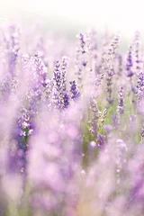 Photo sur Plexiglas Lavande Lavender