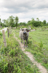 Obraz premium Group of buffaloes on the green field