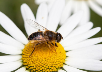 Abeille sur marguerite 