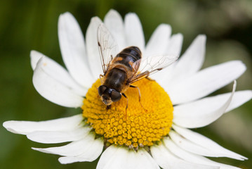 Abeille sur marguerite 