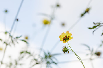 Cosmos sulphureus flower