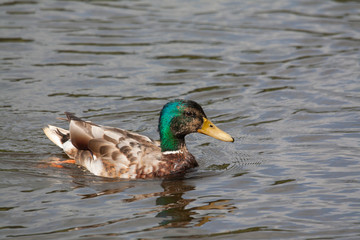 Canard colvert - anas platyrhynchos - en promenade sur l'étang 