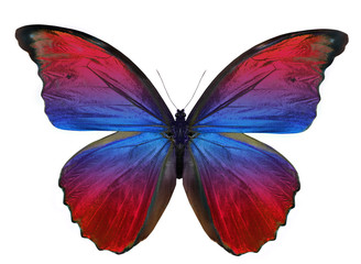beautiful butterfly isolated on white