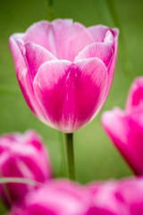 Fototapeta na wymiar Beautiful Colorful Tulips at a Green Garden of Istanbul