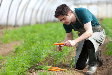 Young attractive farmer harvesting carrots