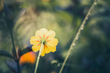 Cosmos sulphureus flower