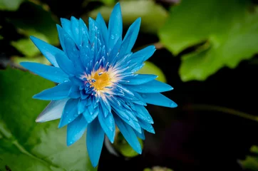 Papier Peint photo Lavable fleur de lotus Blue lotus