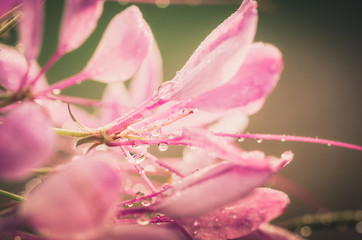 Obraz premium Cleome hassleriana or spider flower or spider plant