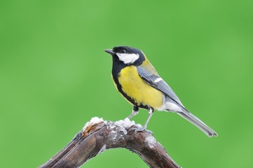 Fototapeta premium Great tit in the winter.