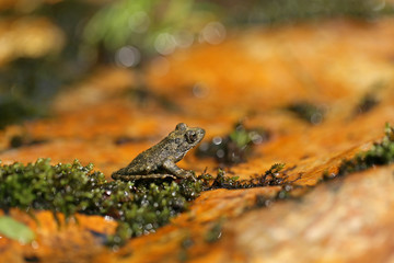 カジカガエル　-Buergeria buergeri -