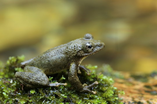 「カジカガエル」の写真素材 | 453件の無料イラスト画像 | Adobe Stock