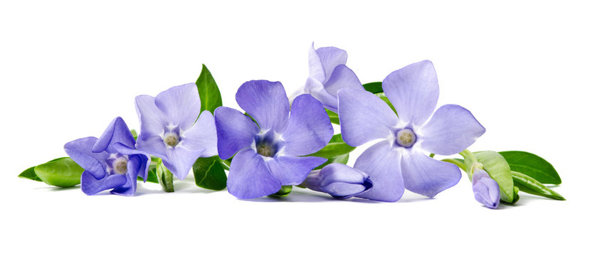 Fototapeta Beautiful blue flower periwinkle isolated on white background