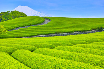 Fototapety  Góra Fuji i plantacje świeżej zielonej herbaty