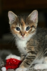 Fototapeta premium Junges Kätzchen