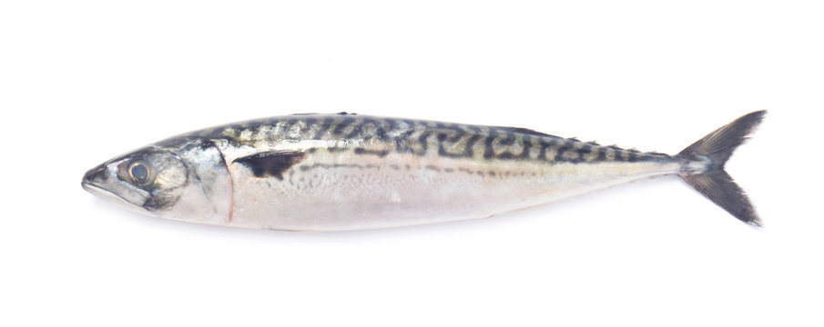 Whole Raw Mackerel