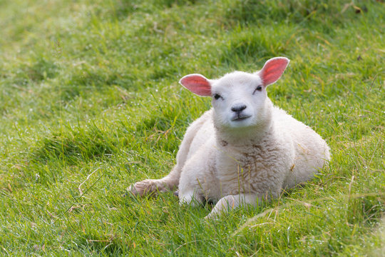 Curiously looking lamb