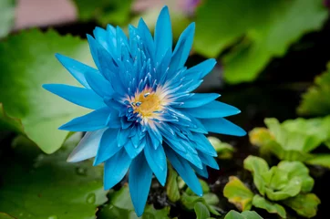 Papier Peint photo autocollant fleur de lotus lotus bleu