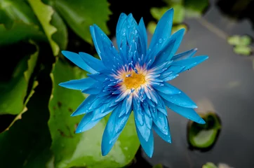 Stickers fenêtre fleur de lotus Blue lotus