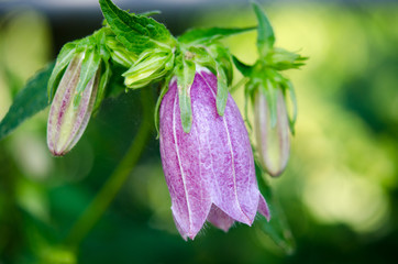 紫色のホタルブクロの花