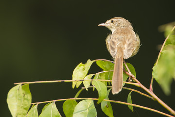 Plain prinia bird in Nepal