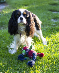 cavalier spaniel