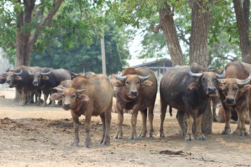 asia buffalo in country field