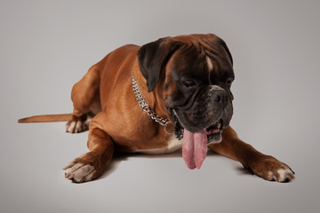 Deutscher Boxer - erschöpft