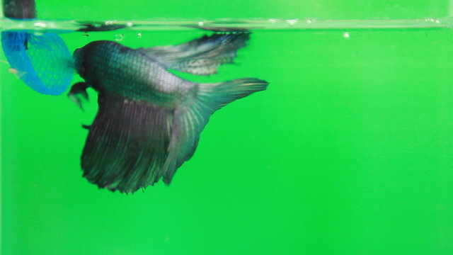 feeding hungry betta fish over green-screen