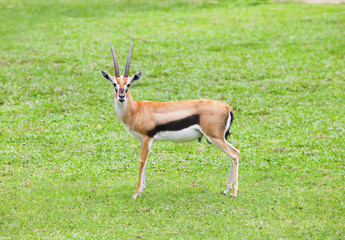 face of Thomson’s gazelle  standing on green grass field and l