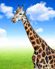 giraffe