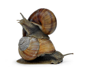 Garden snail (Helix aspersa)