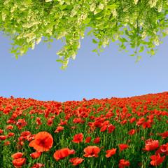 spring landscape with red poppy field
