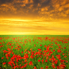 Panele Szklane  Spring landscape with red poppy field in the sunset