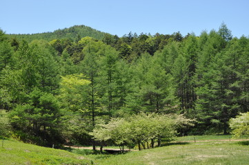 入笠山