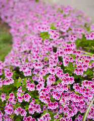 Obraz premium Garden of Augustus Capri, Italy