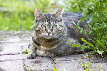 Obraz premium Cat resting in the garden