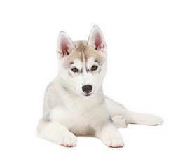 siberian husky small 2 months isolated on white background
