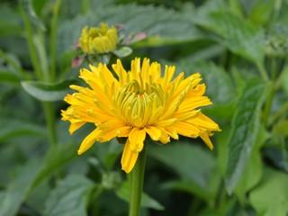 Gelbe Blüte öffnet sich