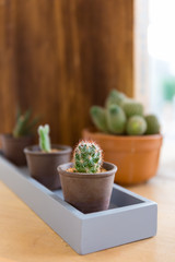 Little cactus on the table