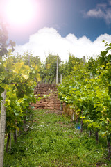 Weinberge im baden-württemberg