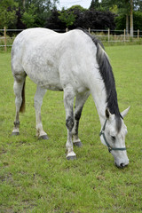 Obraz premium chevaux 054